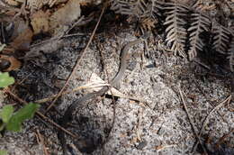 Image of Mustard-bellied Snake