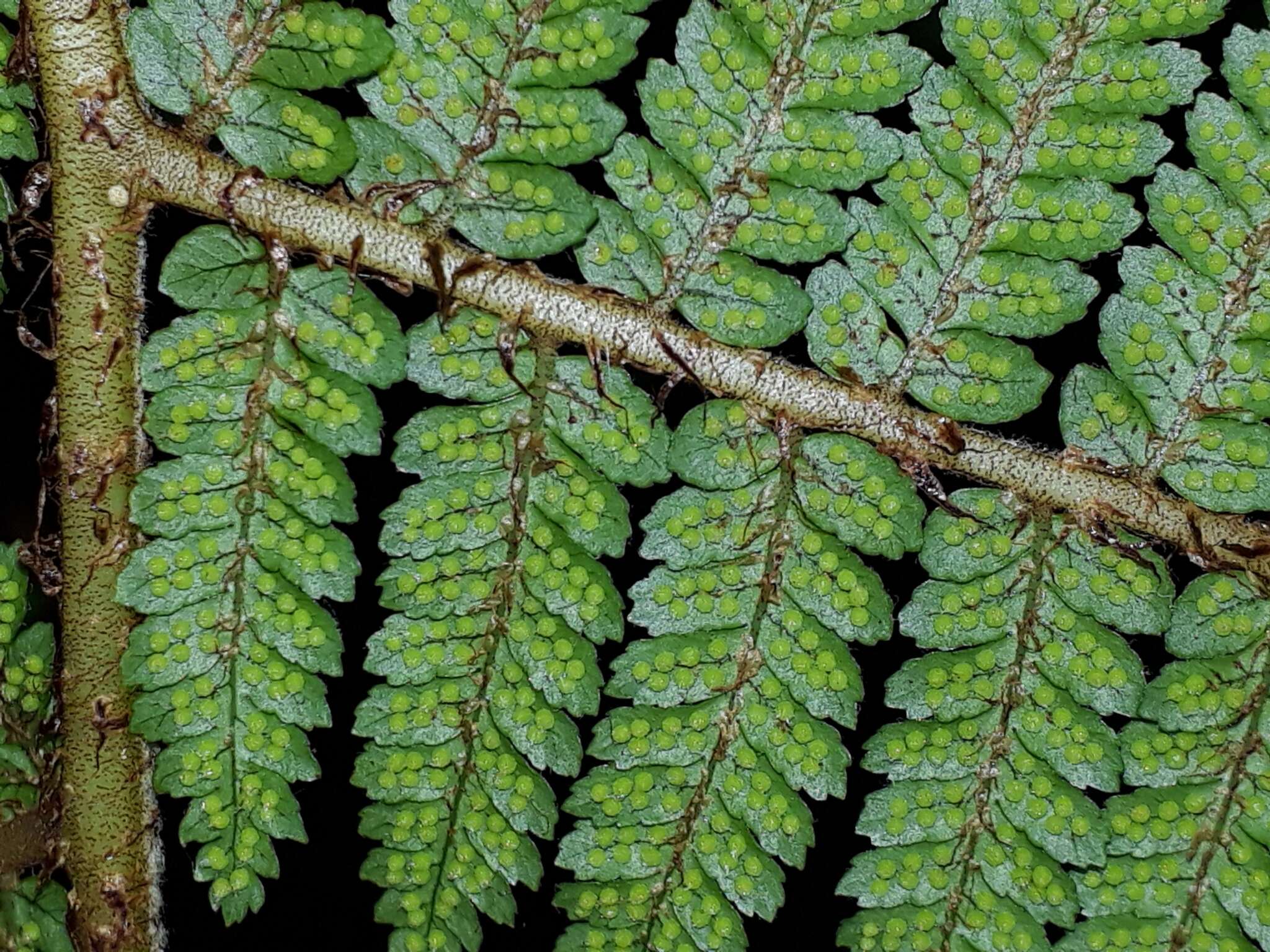 Image of Tree Fern Golden