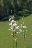 Image of St. Bernard’s lily