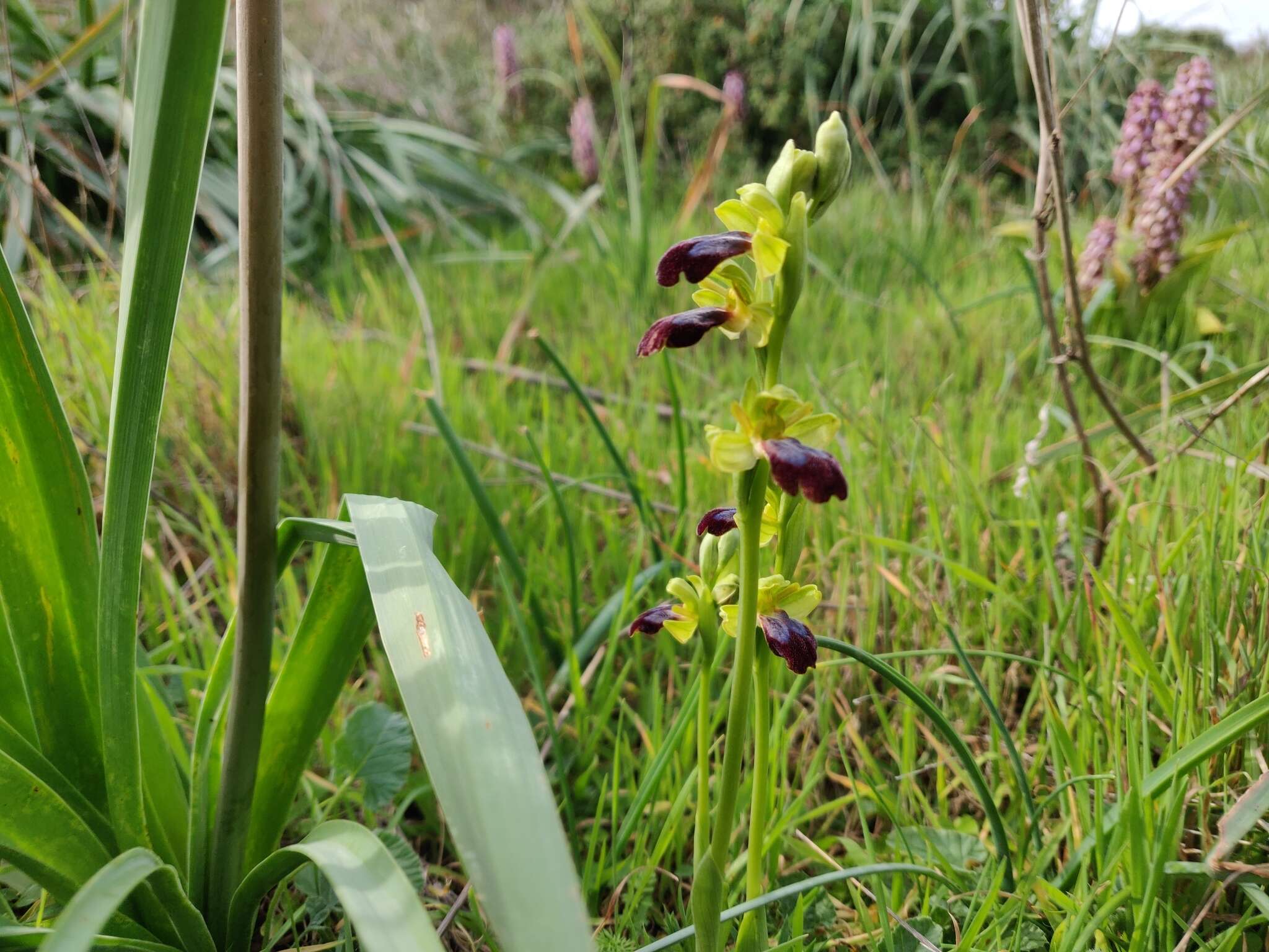 Ophrys fusca subsp. iricolor (Desf.) K. Richt.的圖片