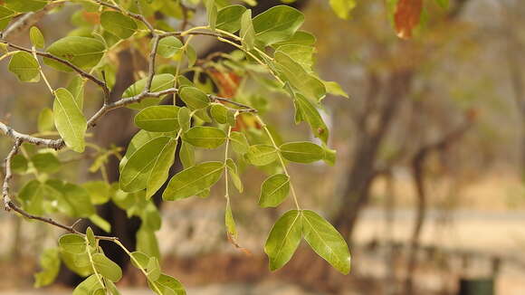 Image of Rhodesian copalwood