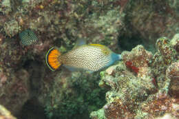 Image of Fantail filefish