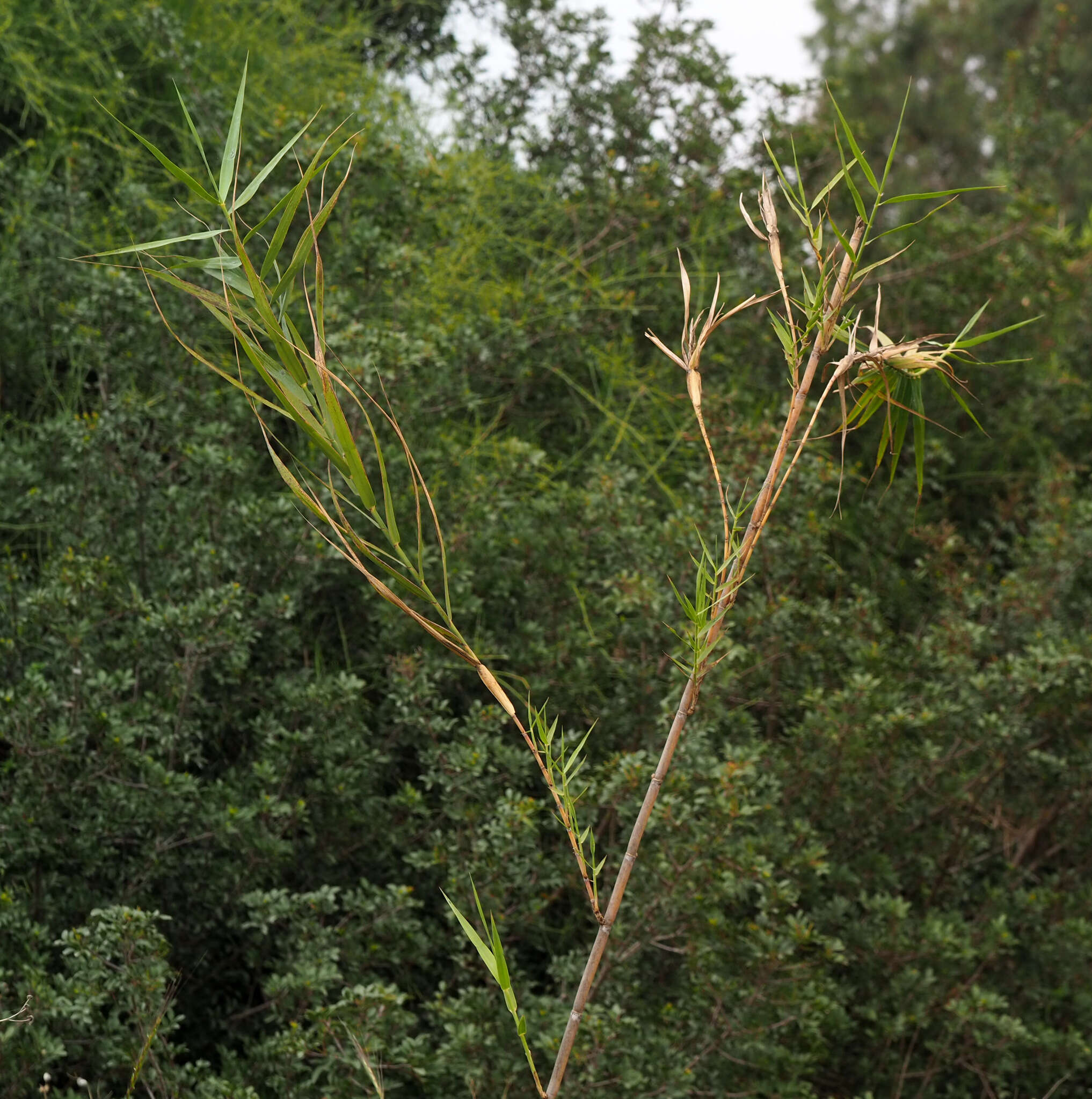 Image of American common reed