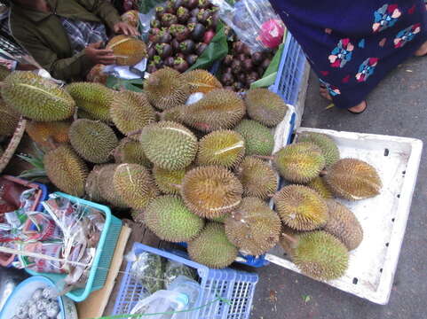 Image of durian