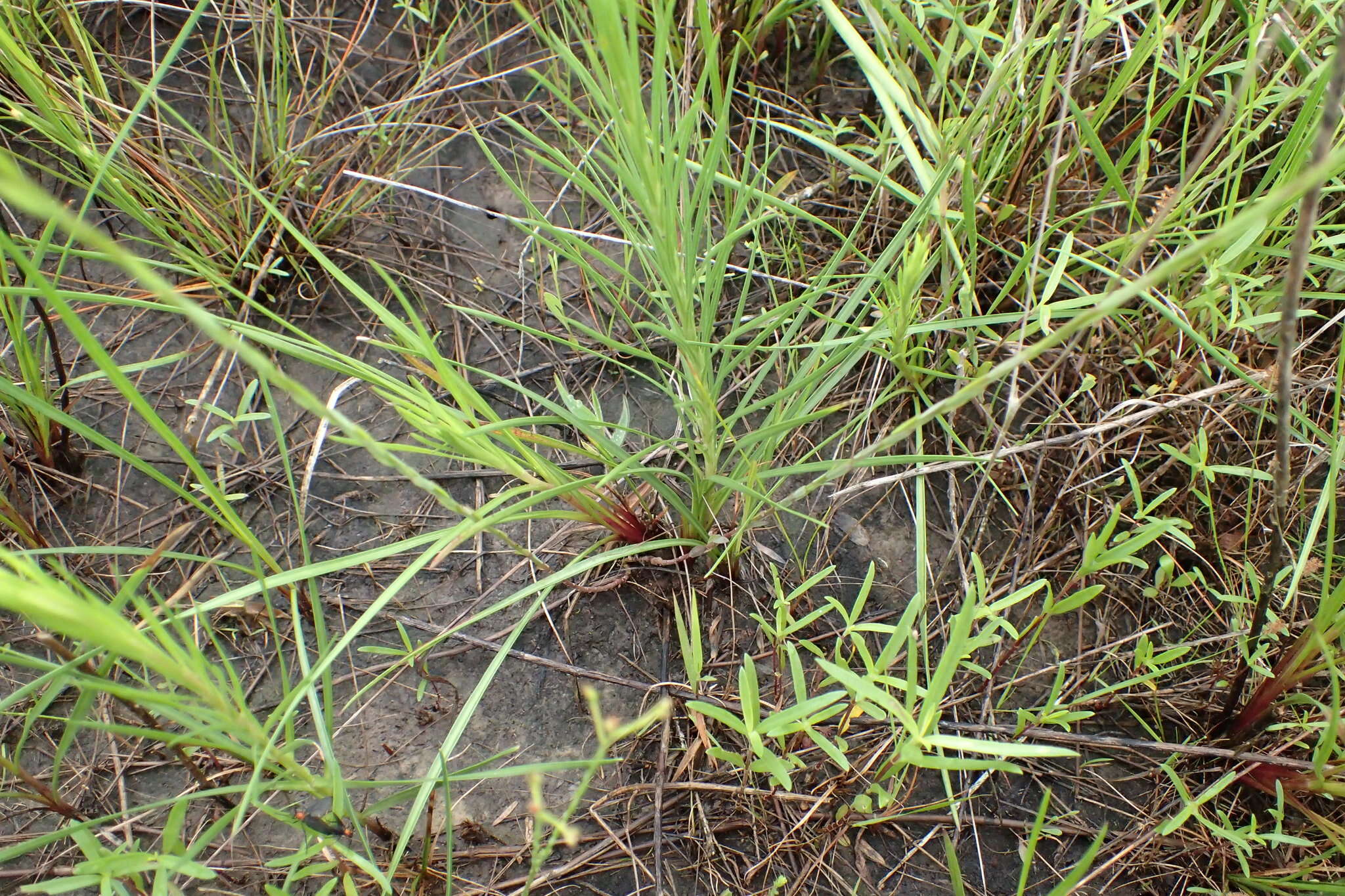 Слика од Liatris bracteata Gaiser