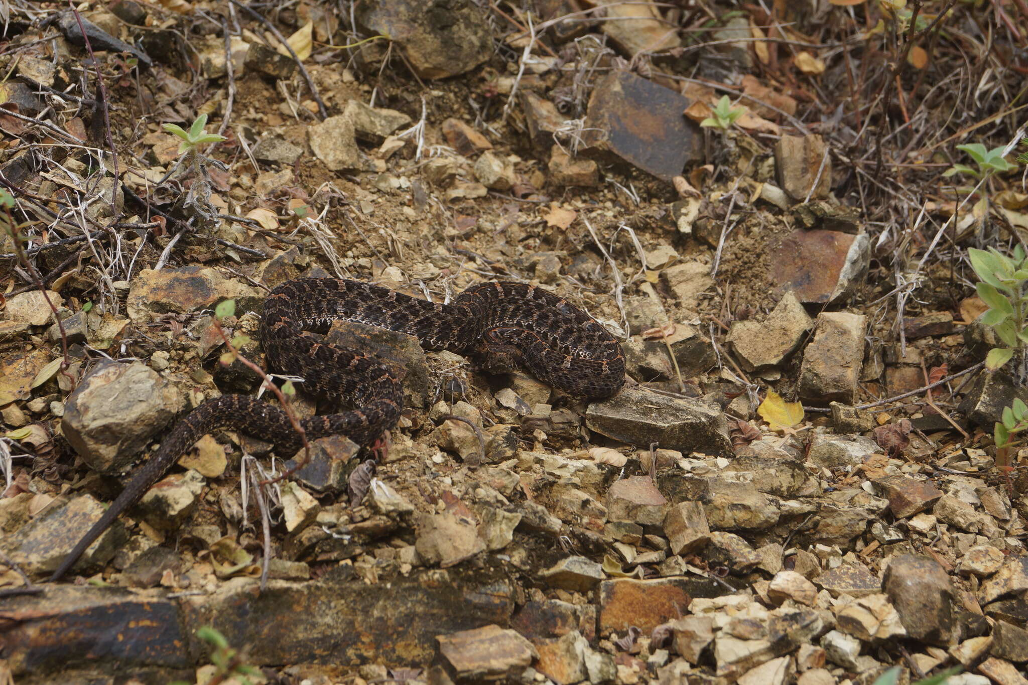 Image of Slender Hognose Viper