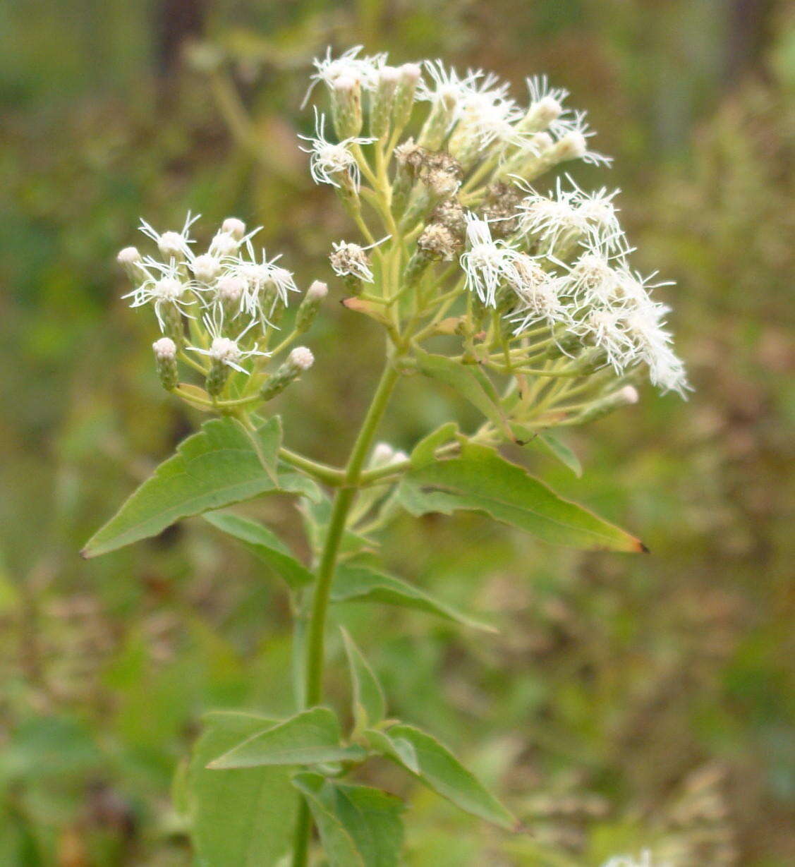 Image of Jack in the bush