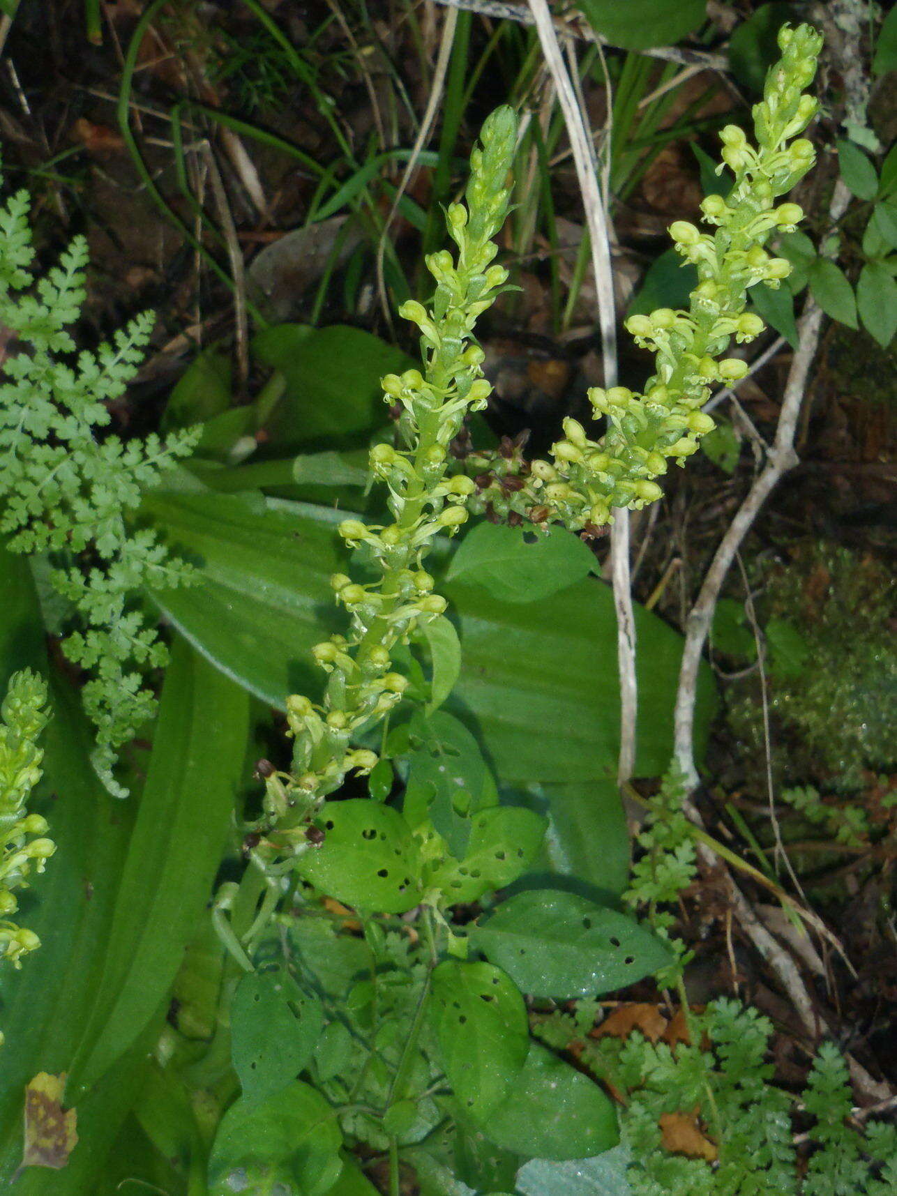 Image of Satyrium parviflorum Sw.