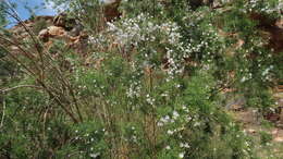 Image of Psoralea elegans