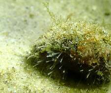 Image of Snail fur hydroid