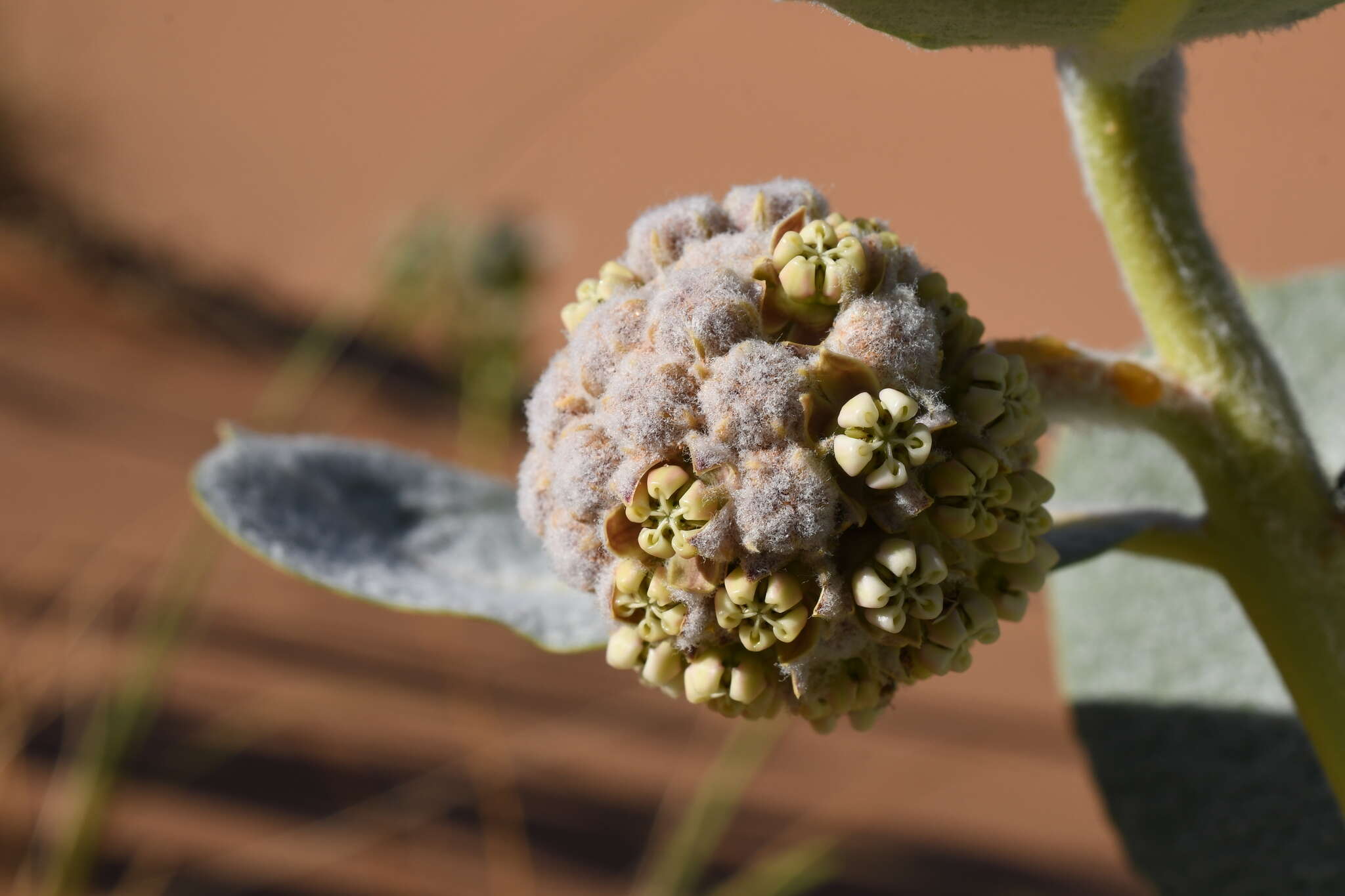 Asclepias welshii N. H. Holmgren & P. K. Holmgren的圖片