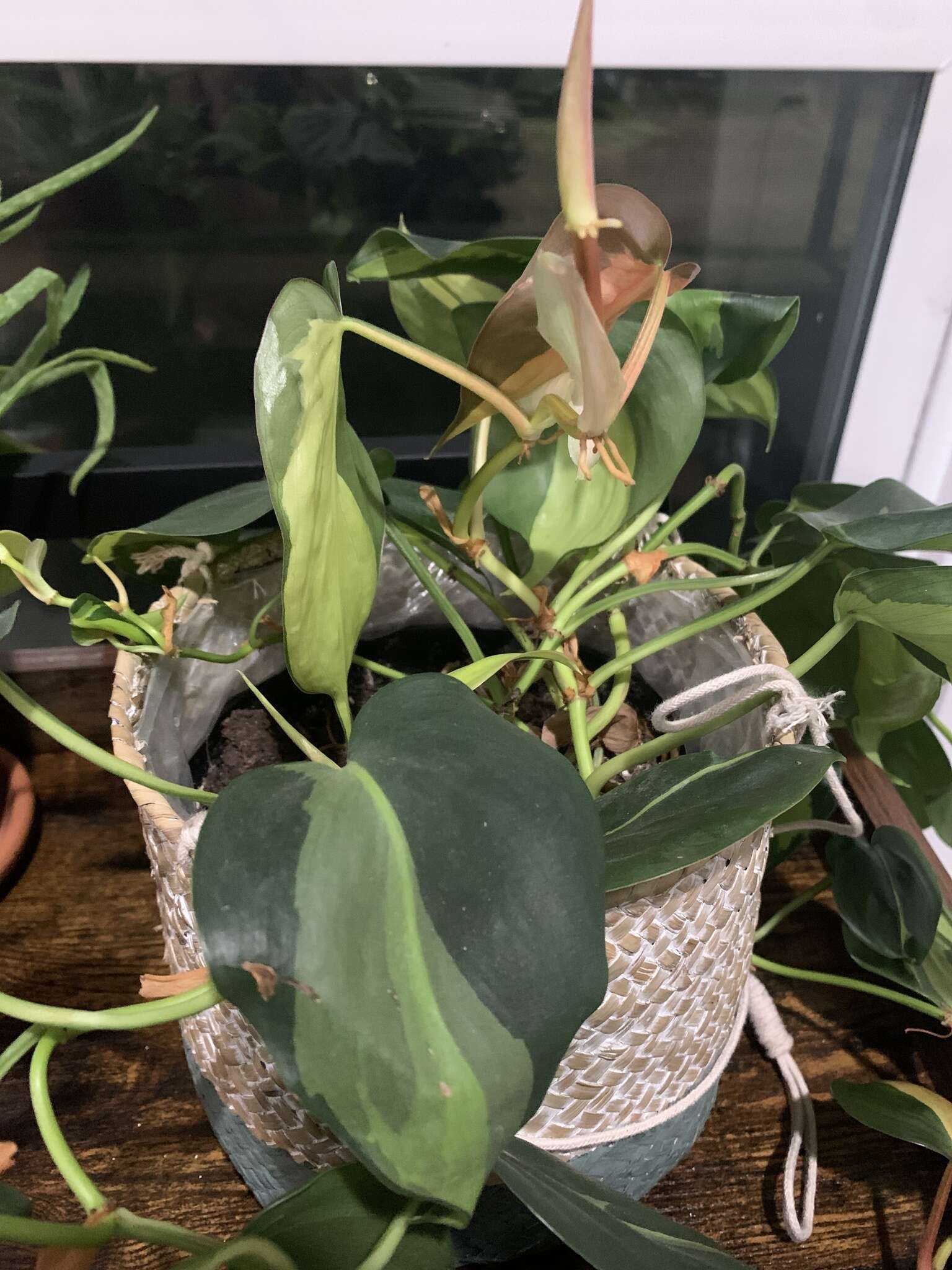 Image of heartleaf philodendron