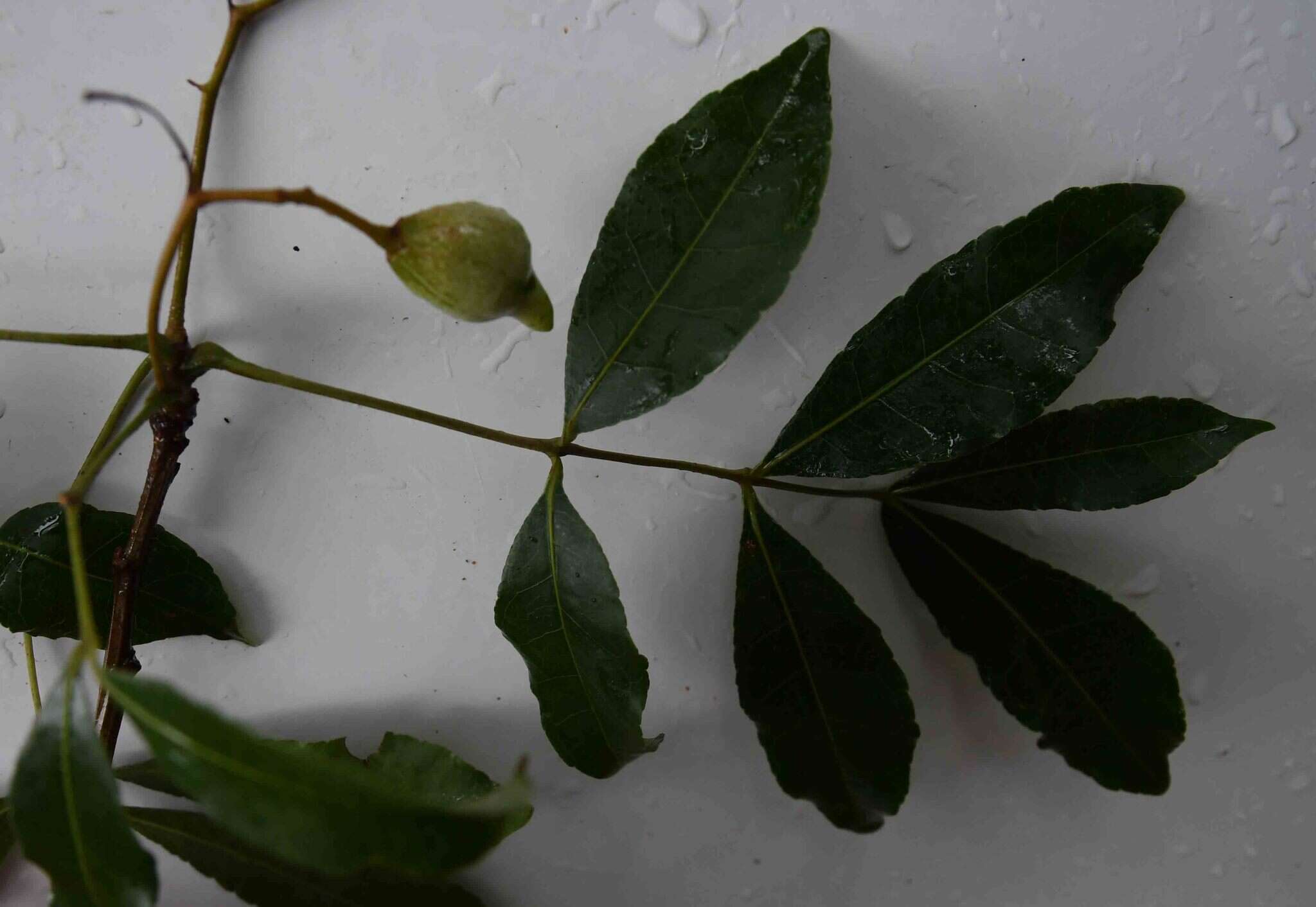 Image of Commiphora schlechteri Engl.