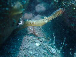 Image de Leander plumosus Bruce 1994