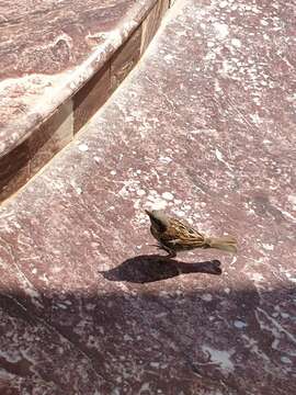 Image of Passer domesticus niloticus Nicoll & Bonhote 1909