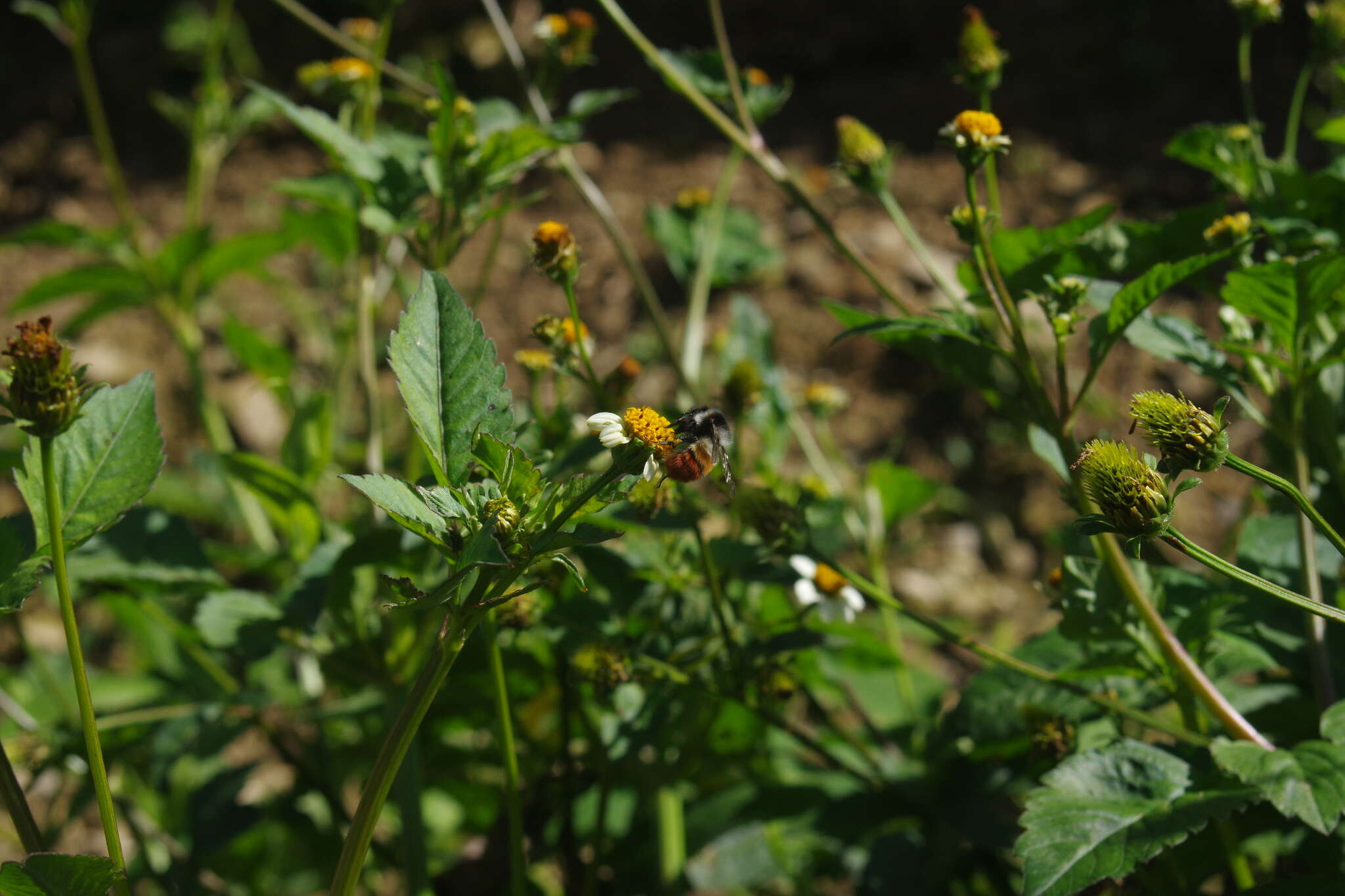 Image of Bombus formosellus (Frison 1934)