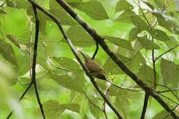 Image of Thick-billed Spiderhunter