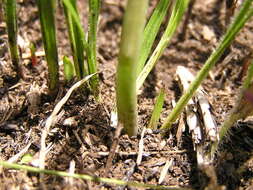 Imagem de Drimia sphaerocephala Baker