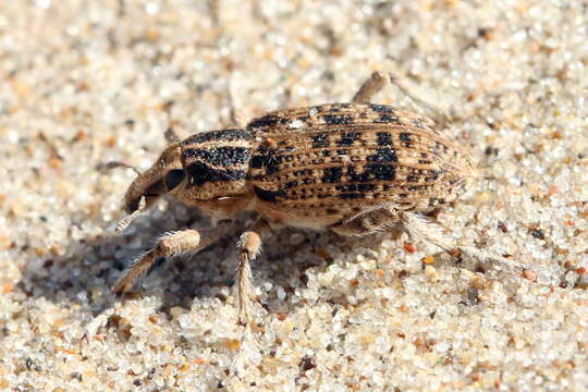 Image of Chromonotus vittatus