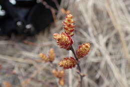 Image of Myrica gale subsp. tomentosa (C. DC.) E. Murray