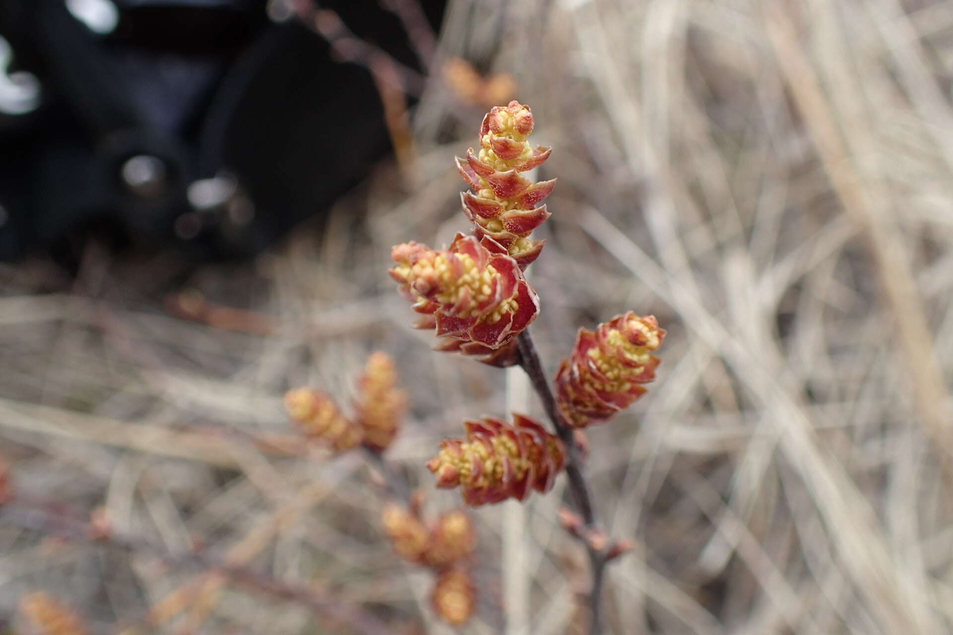 Image of Myrica gale subsp. tomentosa (C. DC.) E. Murray