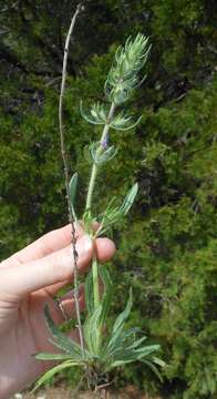 Image of Texas sage