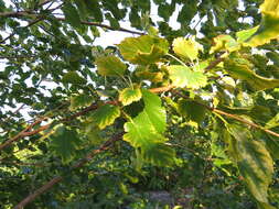 Image of white mulberry