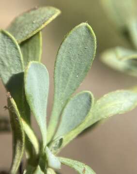 Image of halfshrub rockmat