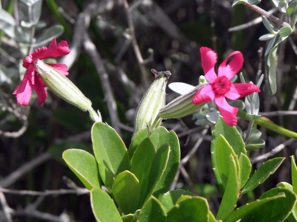 Plancia ëd Silene ornata Ait.