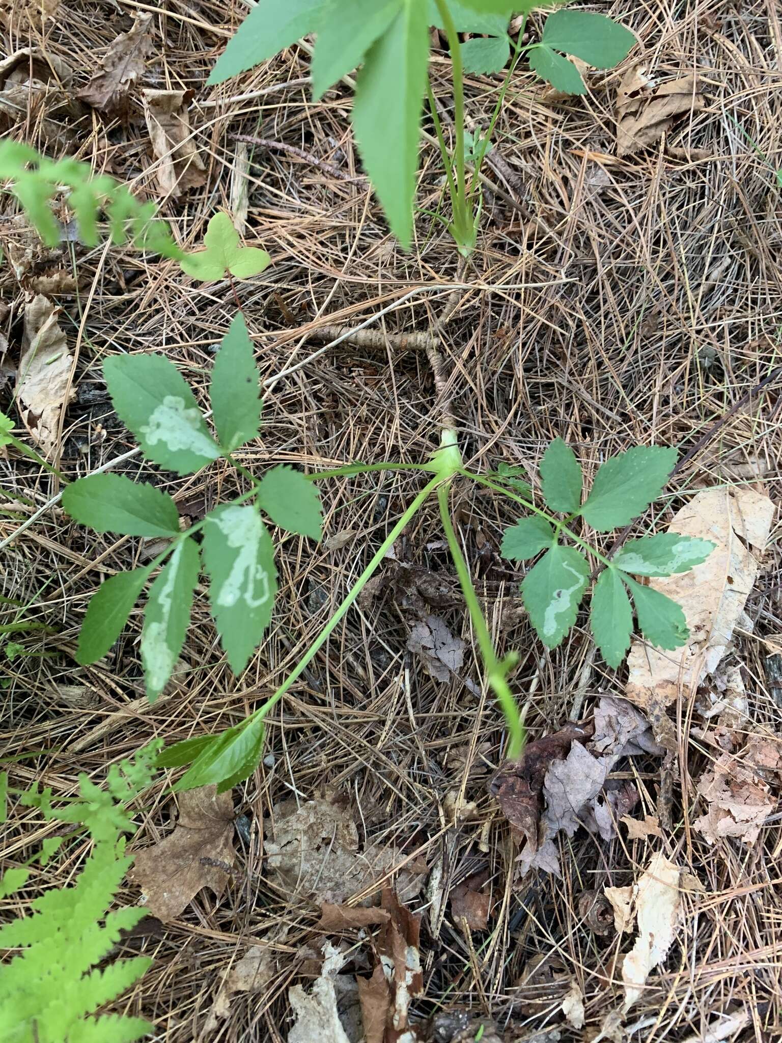 Image of Phytomyza ziziae Eiseman & Lonsdale 2018