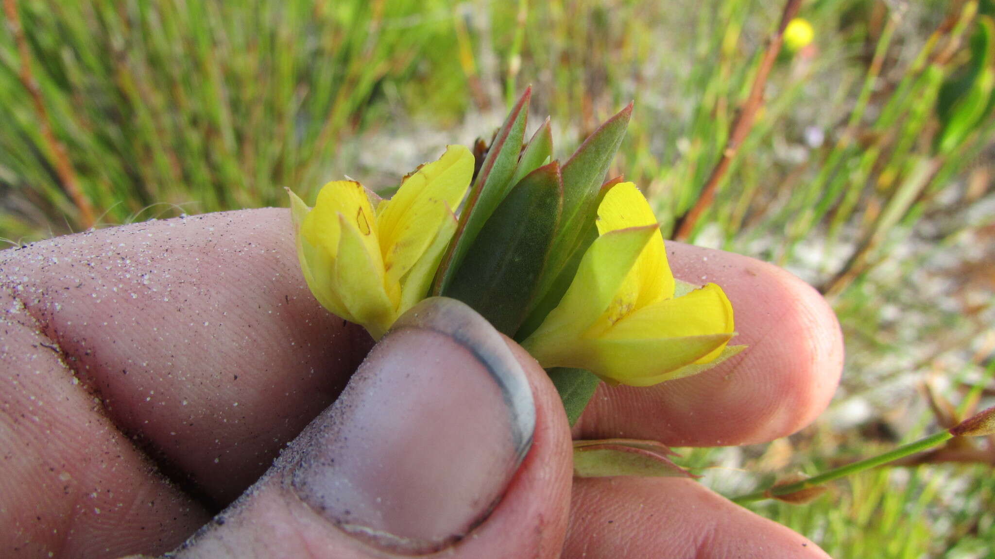 صورة Rafnia crassifolia Harv.