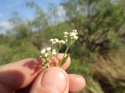 Image of Gray's feverfew