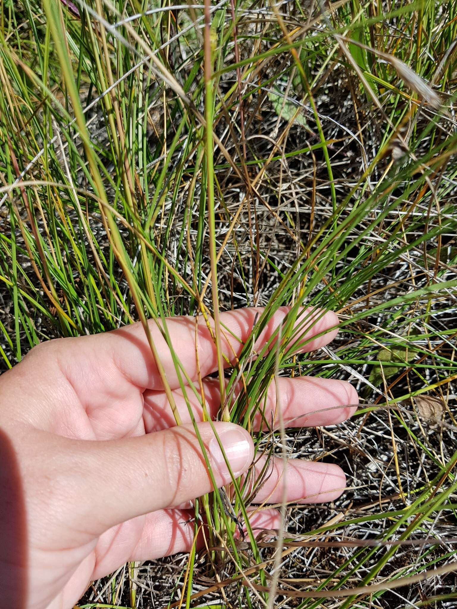 Image of prairie dropseed