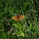 Plancia ëd <i>Boloria oscarus</i>