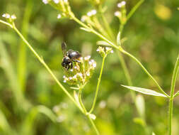 Image of large carpenter bee