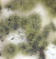 Image of Chaetomium globosum Kunze 1817