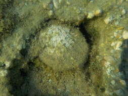 Image of Spinous Scallop