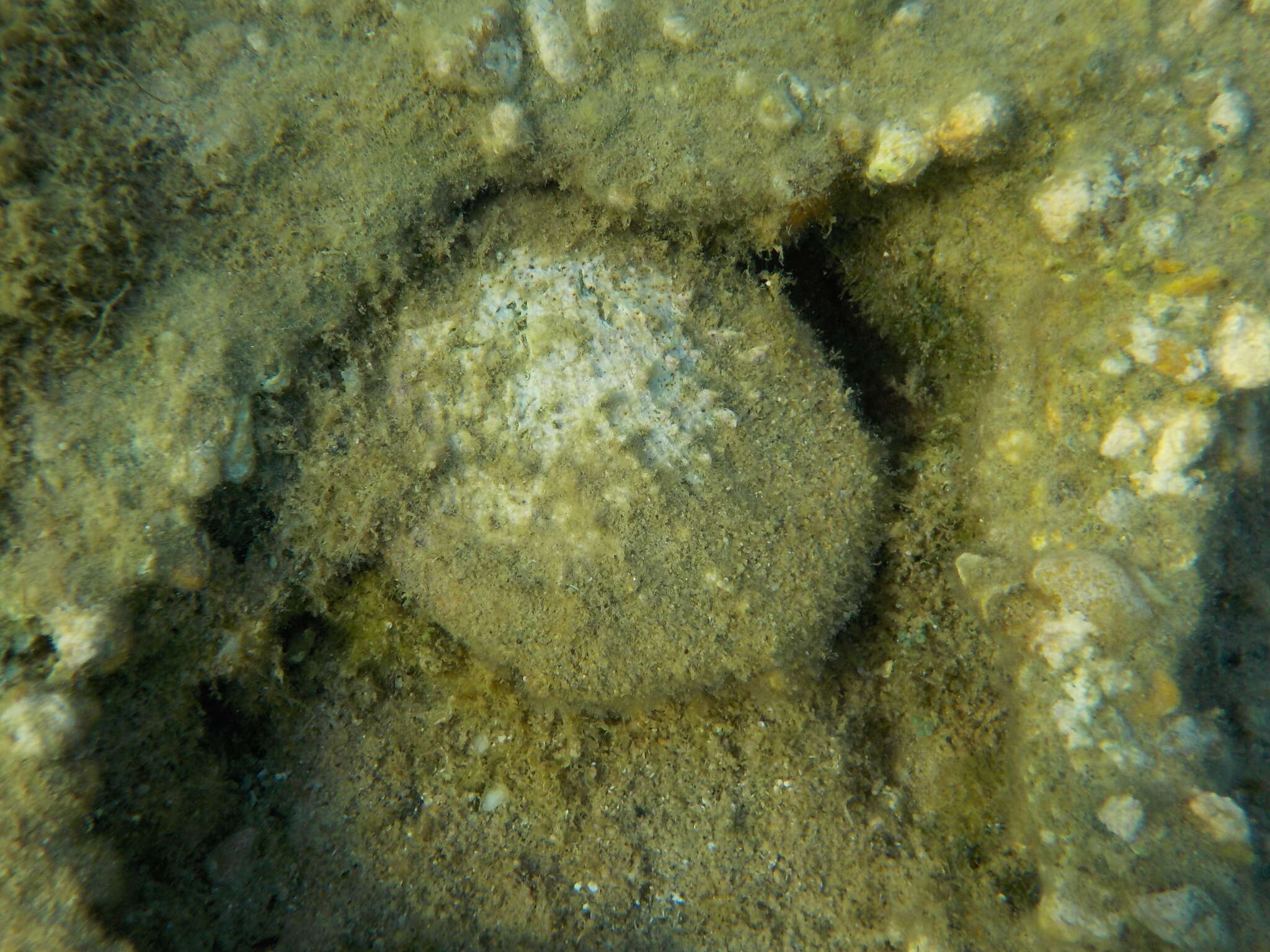 Image of Spinous Scallop