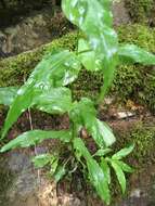 Image of Small's beardtongue