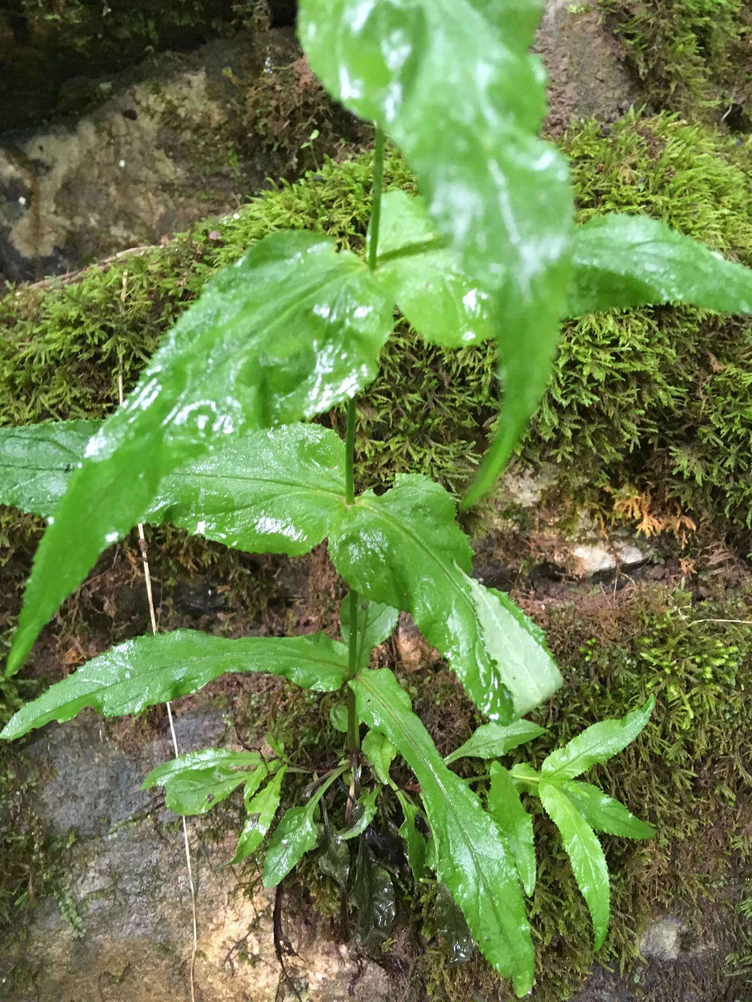 Penstemon smallii Heller resmi