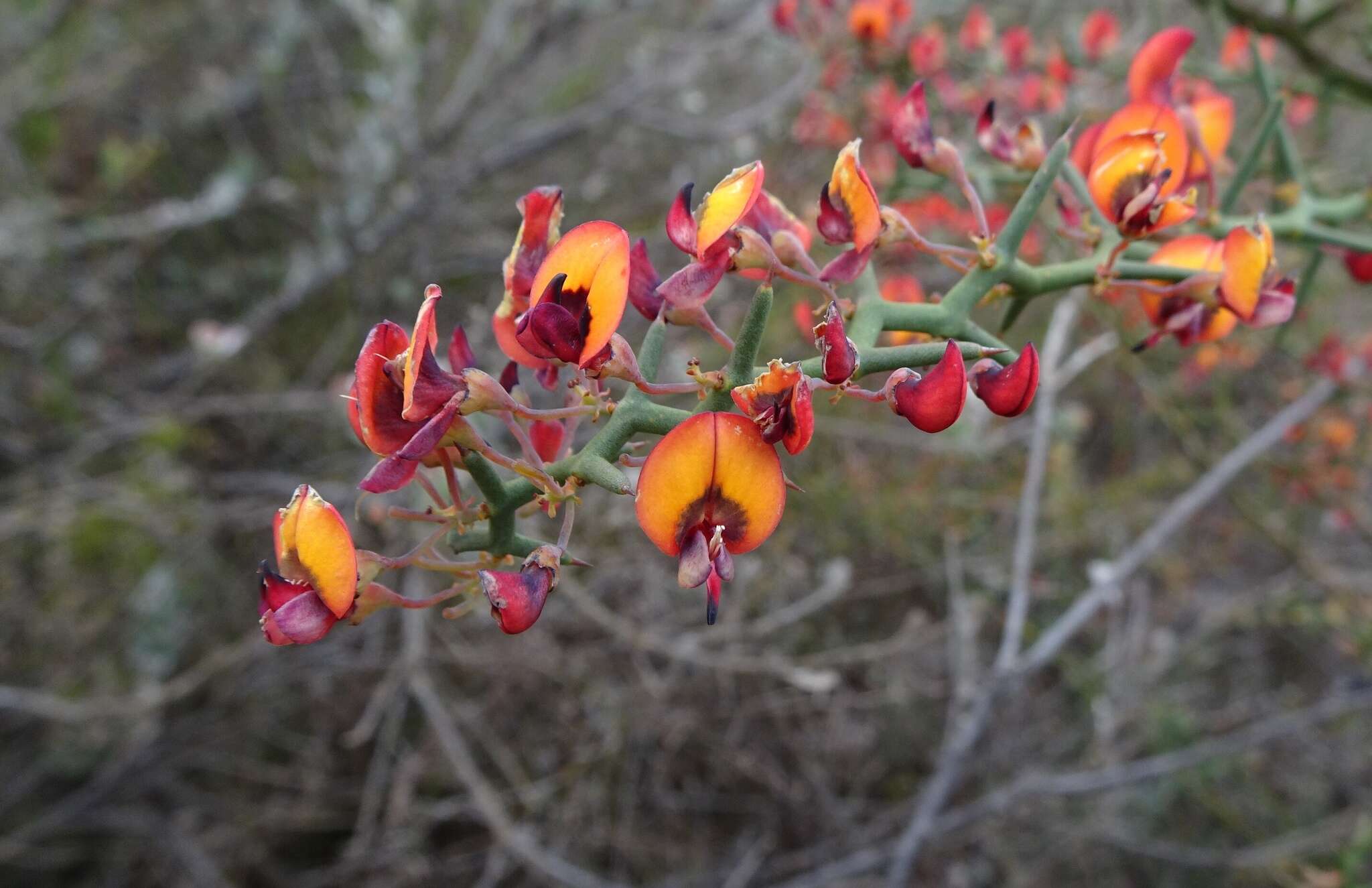 Image of Daviesia incrassata Sm.