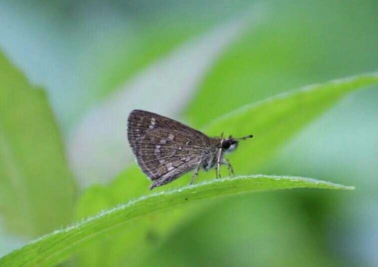 Слика од Aeromachus pygmaeus Fabricius 1775