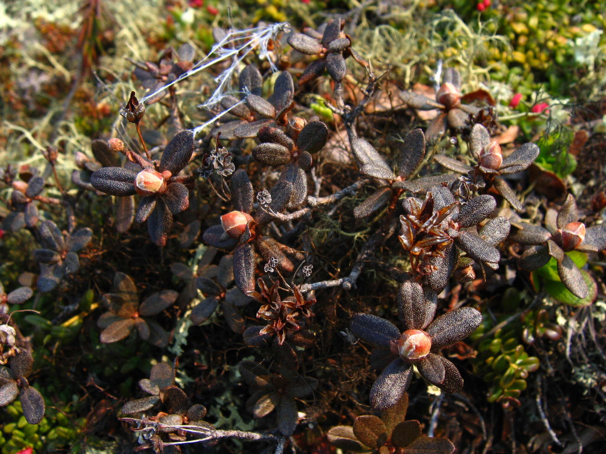 صورة Rhododendron lapponicum (L.) Wahlenb.