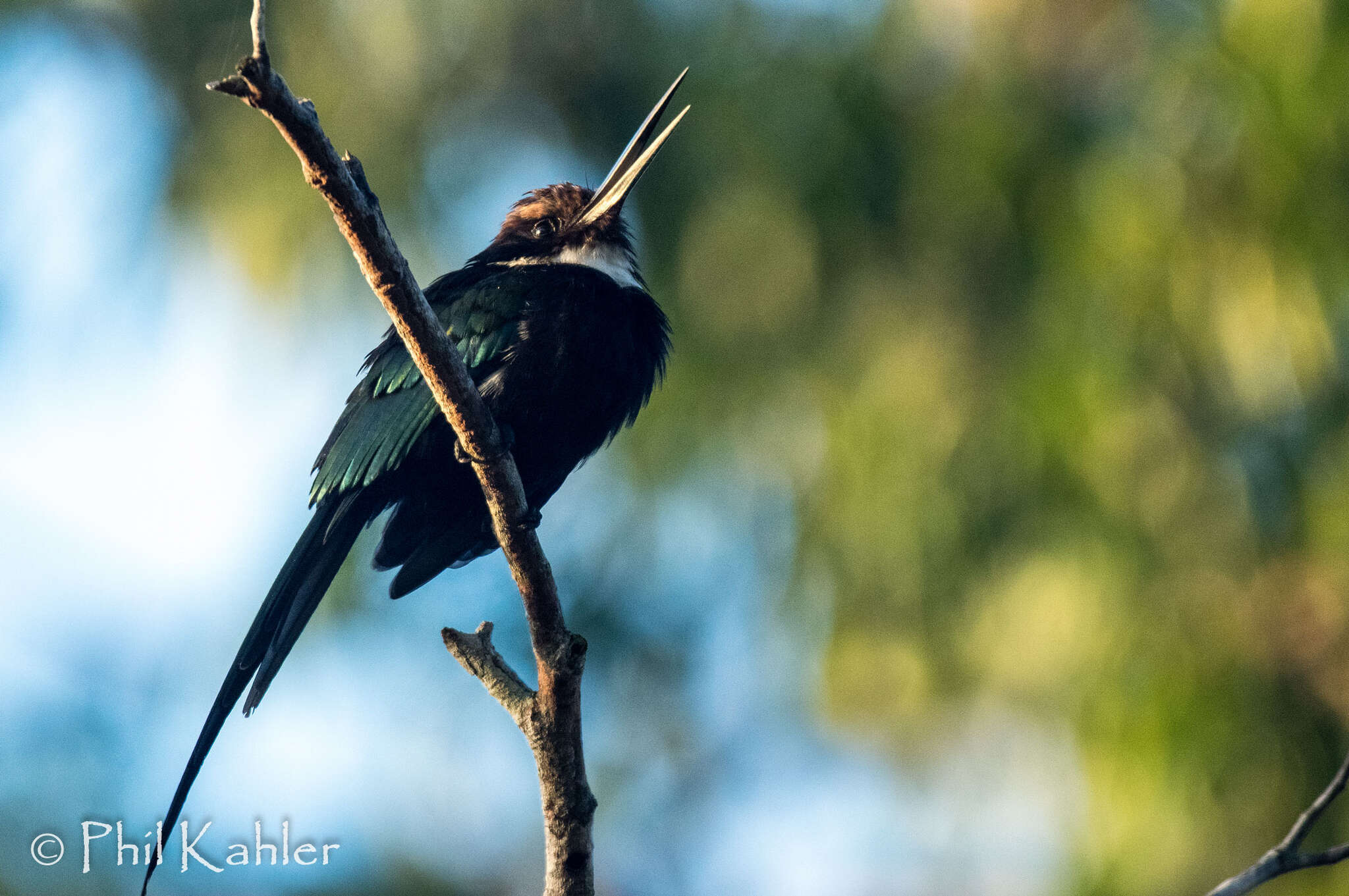 Image of Paradise Jacamar