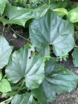 Image of Trichosanthes quinquangulata A. Gray