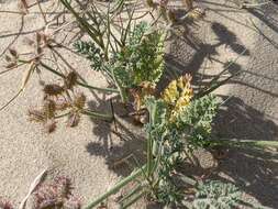 Daucus pumilus (L.) Hoffm. & Link resmi