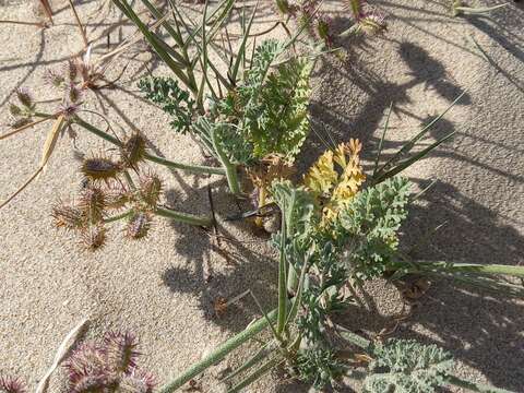 Daucus pumilus (L.) Hoffm. & Link resmi