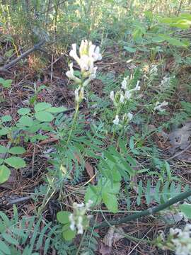 Image of Oxytropis candicans (Pall.) DC.