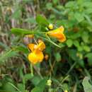 Image of Impatiens pacifica Zika