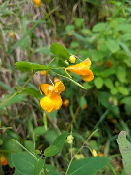 Image of Impatiens pacifica Zika